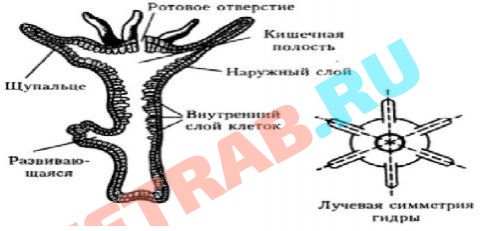 Кракен рабочая ссылка на сайт